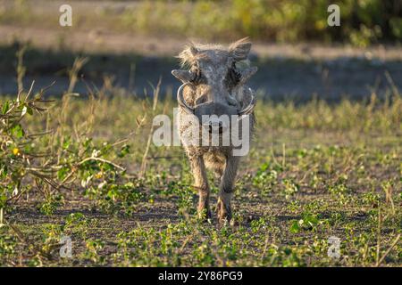 Phacochère (Phacochoerus africanus) seul animal avec de grandes défenses face à la caméra, vue de face. Parc national de Chobe, Botswana, Afrique Banque D'Images