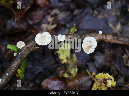 Graminées Oysterling, Crepidotus epibryus, Crepidotaceae. Crepidotus epibryus est une espèce commune de champignons saprophytes de la famille des Crepidotaceae. Banque D'Images