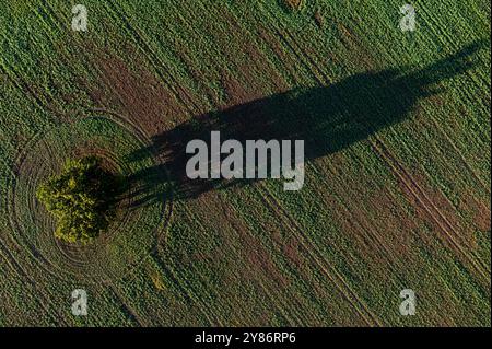 Un arbre solitaire se dresse dans un champ vert luxuriant, son ombre s'étendant sur la terre. Banque D'Images