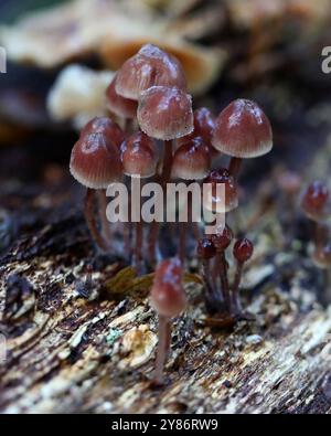 Bonnets groupés, Mycena inclinata, Mycenaceae. Bricket Wood, Hertfordshire, Royaume-Uni Banque D'Images