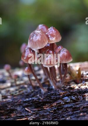 Bonnets groupés, Mycena inclinata, Mycenaceae. Bricket Wood, Hertfordshire, Royaume-Uni Banque D'Images