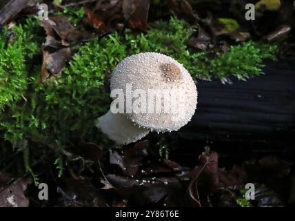 Les champignons, Vesse-de-commune, Lycoperdaceae Lycoperdon perlatum. Banque D'Images