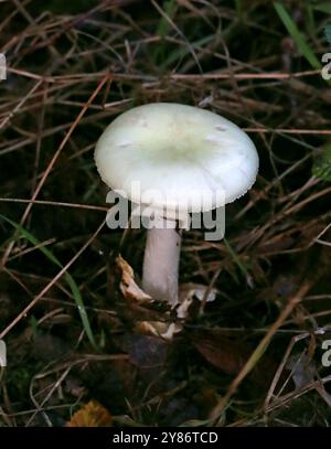 Champignon Deathcap, Amanita phalloides, Amanitaceae. Dans Beech Litter, Hertfordshire. Hautement toxique. Banque D'Images