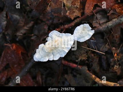 Croûte grillagée, Byssomerulius corium, syn. Meruliopsis corium, Irpicaceae. Bricket Wood, Hertfordshire, Royaume-Uni Banque D'Images