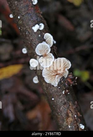 Graminées Oysterling, Crepidotus epibryus, Crepidotaceae. Crepidotus epibryus est une espèce commune de champignons saprophytes de la famille des Crepidotaceae. Banque D'Images