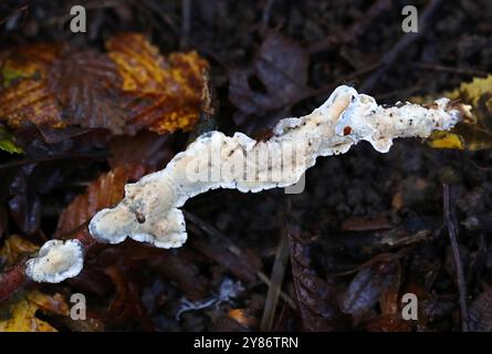 Croûte grillagée, Byssomerulius corium, syn. Meruliopsis corium, Irpicaceae. Bricket Wood, Hertfordshire, Royaume-Uni Banque D'Images