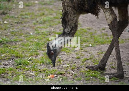 L'autruche cherche de la nourriture sur le sol. Gros plan sur les jambes et la tête d'autruche. Un gros oiseau marche sur l'herbe verte. Banque D'Images