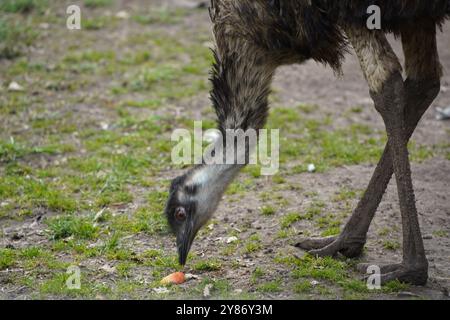 L'autruche cherche de la nourriture sur le sol. Gros plan sur les jambes et la tête d'autruche. Un gros oiseau marche sur l'herbe verte. Banque D'Images