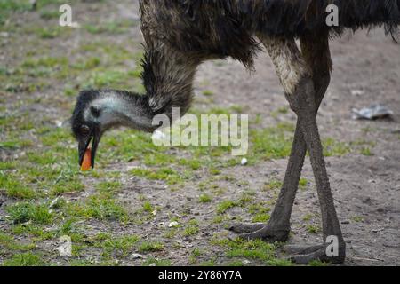 L'autruche cherche de la nourriture sur le sol. Gros plan sur les jambes et la tête d'autruche. Un gros oiseau marche sur l'herbe verte. Banque D'Images