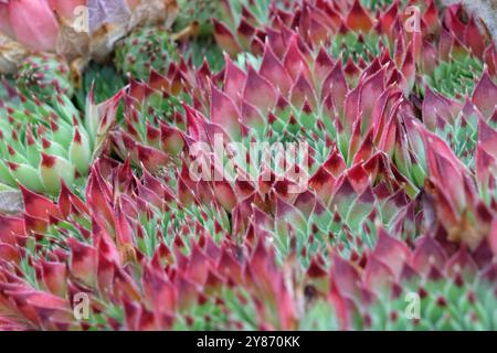 Rosettes rouges et vertes du succulent houseleek sempervivum calcareum «greenii». Banque D'Images
