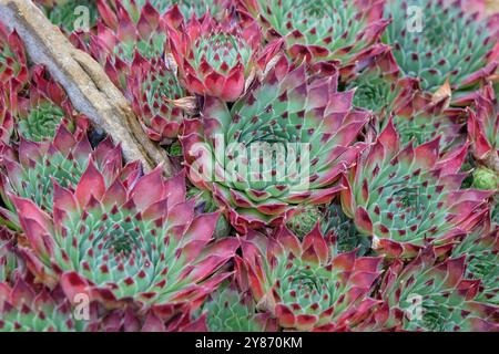 Rosettes rouges et vertes du succulent houseleek sempervivum calcareum «greenii». Banque D'Images