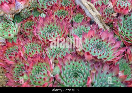 Rosettes rouges et vertes du succulent houseleek sempervivum calcareum «greenii». Banque D'Images