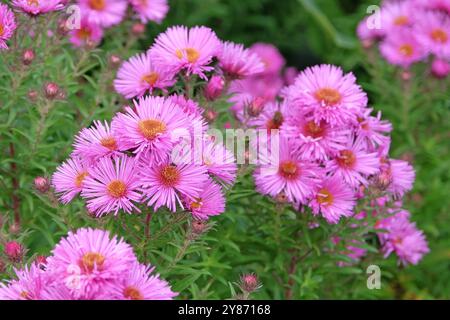 Rose Symphyotrichum novae angliae, aster de Nouvelle-Angleterre, ou Michaelmas Marguerite, «Brunswick» en fleur. Banque D'Images