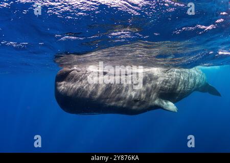 Cachalot - Physeter macrocephalus, énorme mammifère marin emblématique et le plus grand prédateur à dents des mers et océans du monde entier, océan Indien, Maurice. Banque D'Images