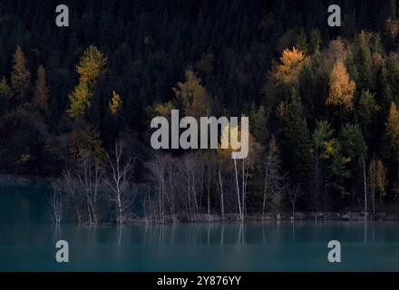 Bouleau blanc inondé dans un lac bleu en automne. Magnifique lac de montagne Issyk à Almaty, Kazakhstan. Banque D'Images