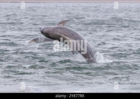 Un seul dauphin à bec commun (Tursiops truncatus), sautant hors de l'eau, Moray Firth Banque D'Images