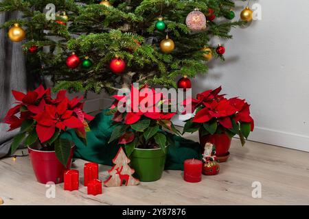 Fleurs rouges vives poinsettia sous un arbre de vacances décoré, concept joyeux Noël Banque D'Images