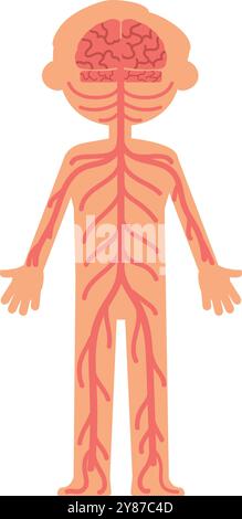 Schéma du système nerveux de l'enfant. Illustration de l'anatomie enfant Illustration de Vecteur