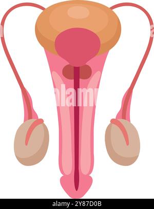 Illustration du système reproducteur masculin. Anatomie des organes urinaires Illustration de Vecteur