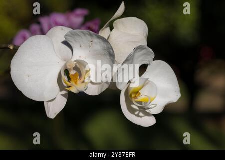 Deux fleurs blanches avec des centres jaunes. Les fleurs sont sur fond vert Banque D'Images