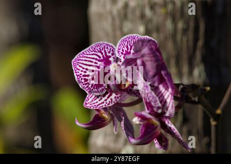 Une orchidée violette et blanche avec des taches noires est suspendue à un arbre. La fleur est en pleine floraison et a un aspect frappant Banque D'Images