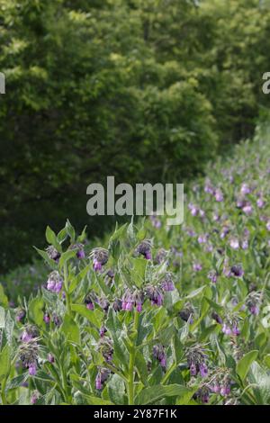 Fleurs sauvages de consoude violette poussant sur une rive Banque D'Images