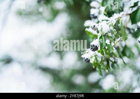 Belle branche couverte de neige montrant des baies un jour d'hiver naturel Banque D'Images