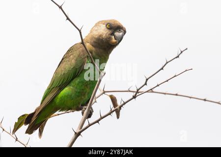 Perroquet à tête brune (Poicephalus cryptoxanthus), Parc national Kruger, Afrique du Sud Banque D'Images