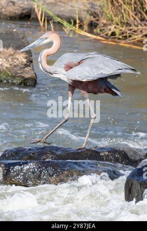 Goliath Heron (ardea goliath) pêche dans les rapides Parc National Kruger, Afrique du Sud Banque D'Images