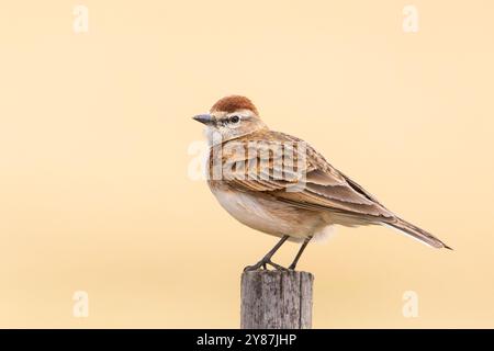 Lark à tête rouge (Calandrella cinerea) perché sur un poteau de clôture dans Frmland, Swellendam, Afrique du Sud Banque D'Images