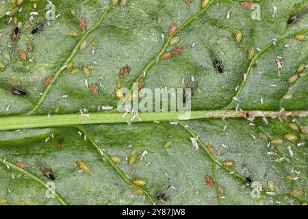 Agriculture - puceron vert de la pêche, Myzus persicae. Colonie de larves, de nymphes et d'adultes ailés sur la face inférieure de la feuille. Banque D'Images