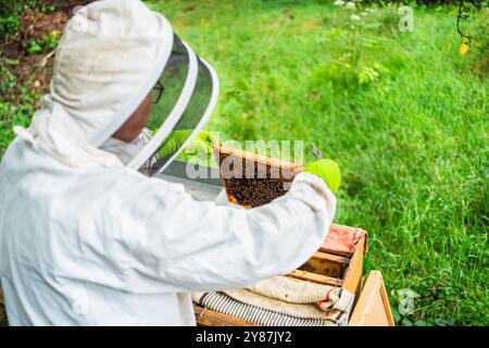 Apiculteur tenant la ruche remplie d'abeilles au-dessus de la ruche pour l'apiculture dans la nature un jour d'été ensoleillé Banque D'Images