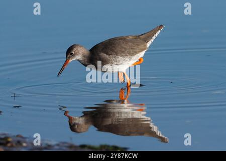 REDSHANK (Tringa totanus), Royaume-Uni. Banque D'Images