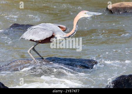 Goliath Heron (ardea goliath) pêche dans les rapides Parc National Kruger, Afrique du Sud Banque D'Images