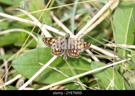 Skipper à damier ou Skipper Arctic Butterfly - Carterocephalus palaemon Banque D'Images