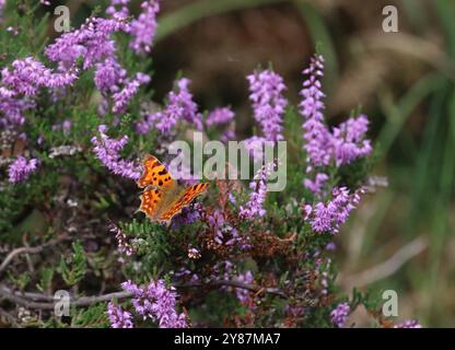 Comma Butterfly on Heather - Polygonia c-album Banque D'Images