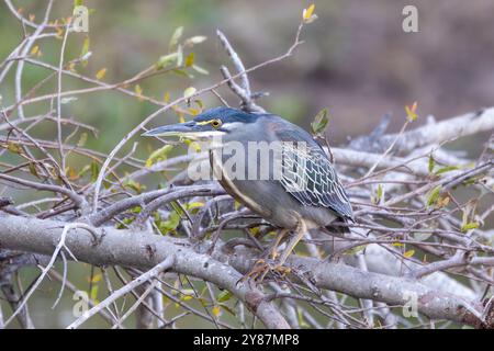 Héron vert ou strié (Butorides striata) adulte perché dans un arbre, Limpopo, Afrique du Sud Banque D'Images