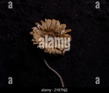 Fleur de gerbera séchée isolée sur un fond de sol sombre, papier peint d'automne Banque D'Images