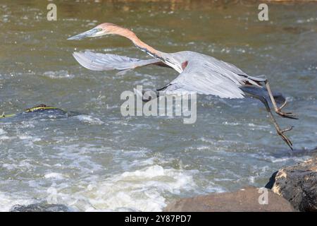 Goliath Heron (ardea goliath) pêchant dans les rapides prenant son envol entre les rochers, Parc National Kruger, Afrique du Sud Banque D'Images