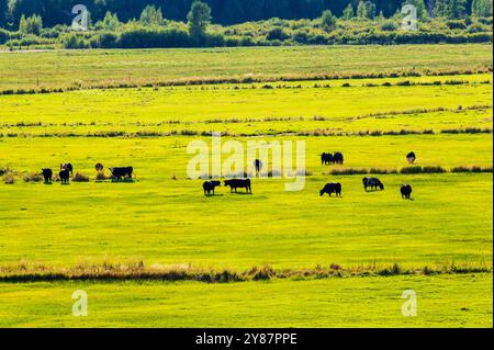 Champs agricoles luxuriants ; bétail ; chemin panoramique Flat Tops Trail ; Colorado ; États-Unis Banque D'Images