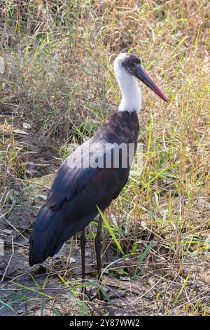 Cigogne à cou laineux d'Afrique (Ciconia microscelis) Parc national Kruger, Afrique du Sud Banque D'Images