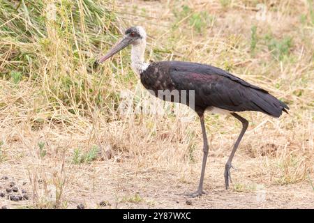 Cigogne à cou laineux d'Afrique (Ciconia microscelis) Parc national Kruger, Afrique du Sud Banque D'Images