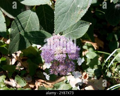 RAUE Hortensie, Hydrangea aspera, érdeslevelű hortenzia, Hongrie, Magyarország, Europe Banque D'Images