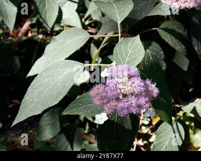 RAUE Hortensie, Hydrangea aspera, érdeslevelű hortenzia, Hongrie, Magyarország, Europe Banque D'Images