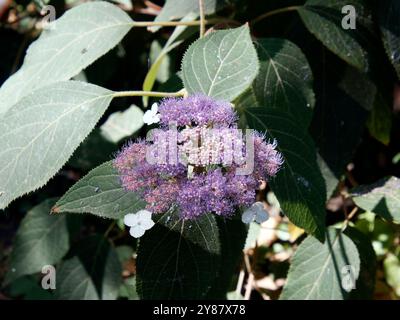 RAUE Hortensie, Hydrangea aspera, érdeslevelű hortenzia, Hongrie, Magyarország, Europe Banque D'Images