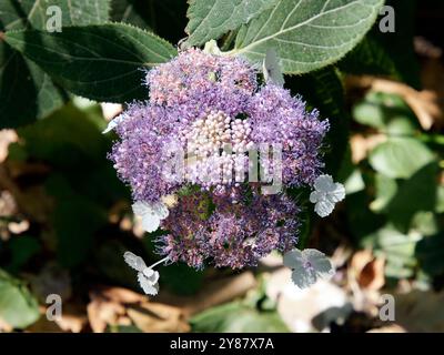 RAUE Hortensie, Hydrangea aspera, érdeslevelű hortenzia, Hongrie, Magyarország, Europe Banque D'Images