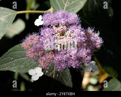 RAUE Hortensie, Hydrangea aspera, érdeslevelű hortenzia, Hongrie, Magyarország, Europe Banque D'Images