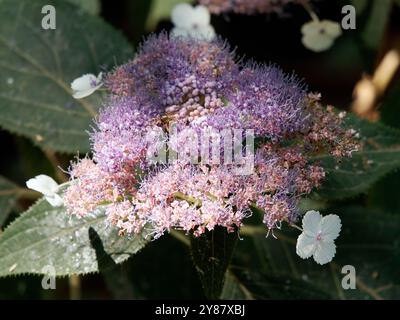 RAUE Hortensie, Hydrangea aspera, érdeslevelű hortenzia, Hongrie, Magyarország, Europe Banque D'Images