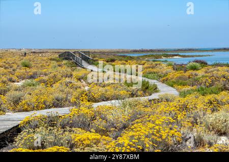 Ilha Deserta - Faro - Portogallo Banque D'Images