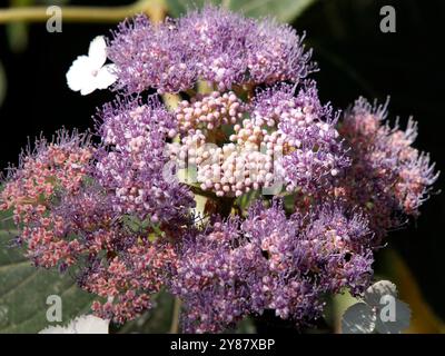 RAUE Hortensie, Hydrangea aspera, érdeslevelű hortenzia, Hongrie, Magyarország, Europe Banque D'Images